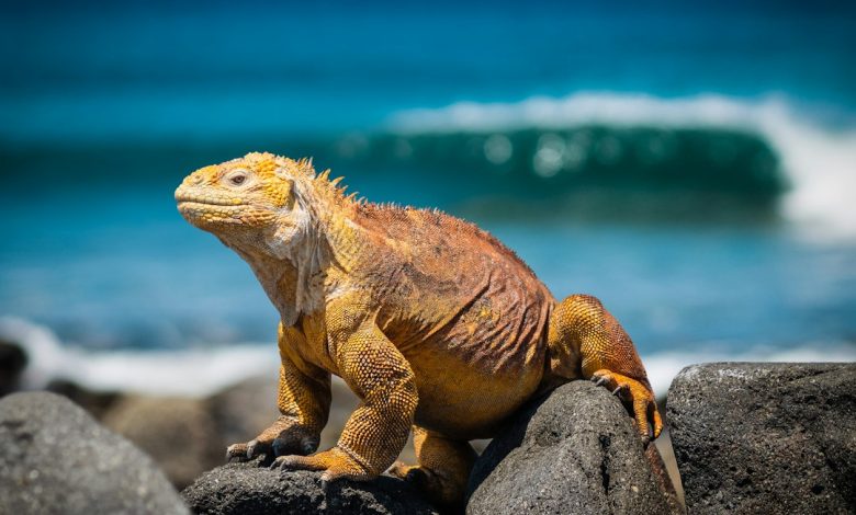 Galapagos Islands Trip Advisor