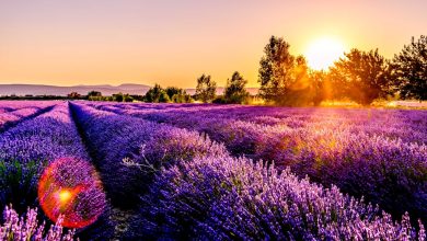 Provence Trip Advisor