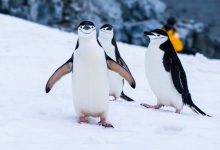 Antarctica Trip Advisor
