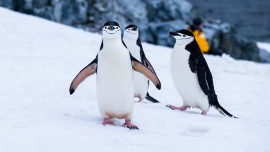 Antarctica Trip Advisor