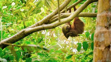 Costa Rica Trip Advisor