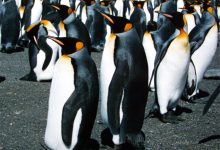 King penguins gathered on South Georgia Island during an expedition landing