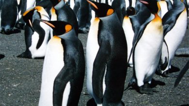 King penguins gathered on South Georgia Island during an expedition landing