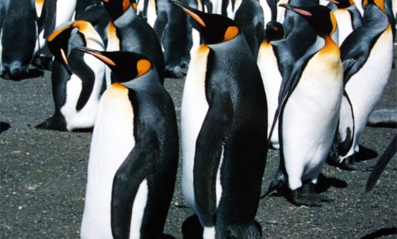 King penguins gathered on South Georgia Island during an expedition landing