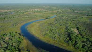 Aerial view of Okavango Delta channels and wetlands in Botswana
